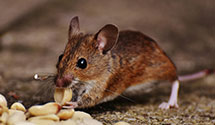 24 Hour & Emergency Exterminators in Powellsville, NC